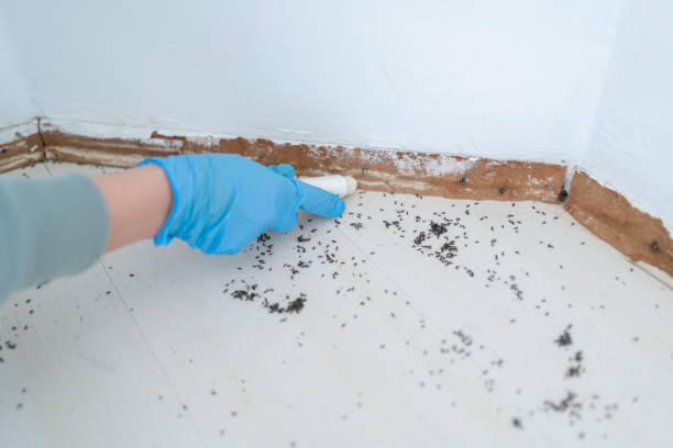 Best Affordable Pest Control Services  in Pennsboro, WV